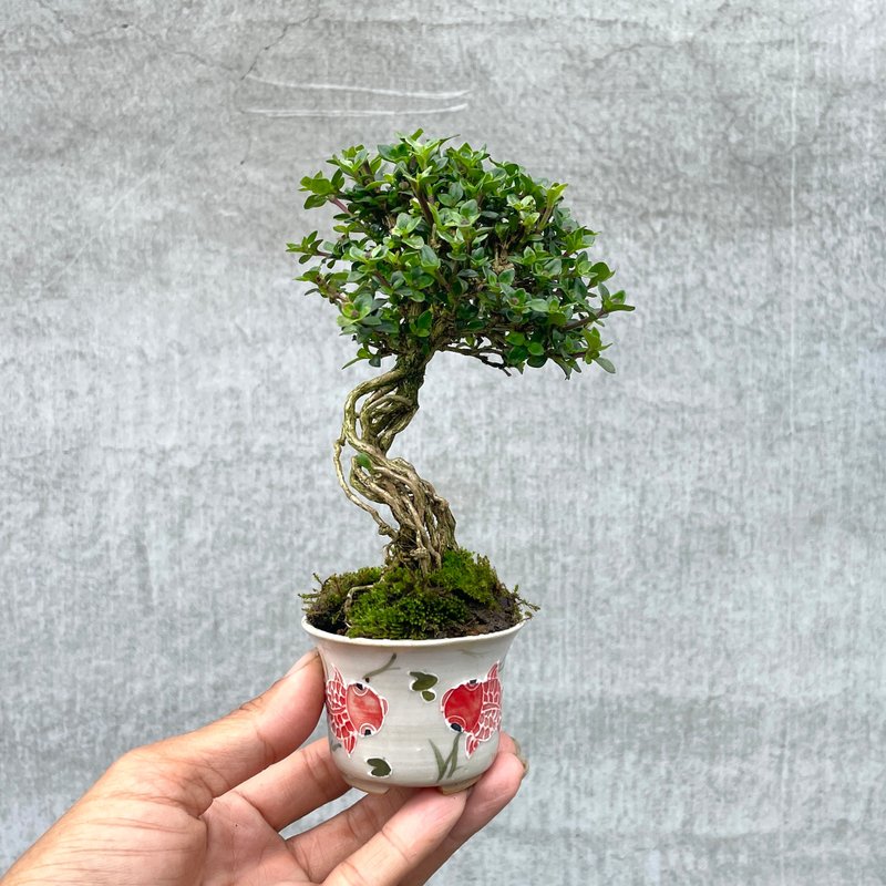 小品盆栽-玫瑰香丁木 盆景 送礼 - 植栽/盆栽 - 植物．花 