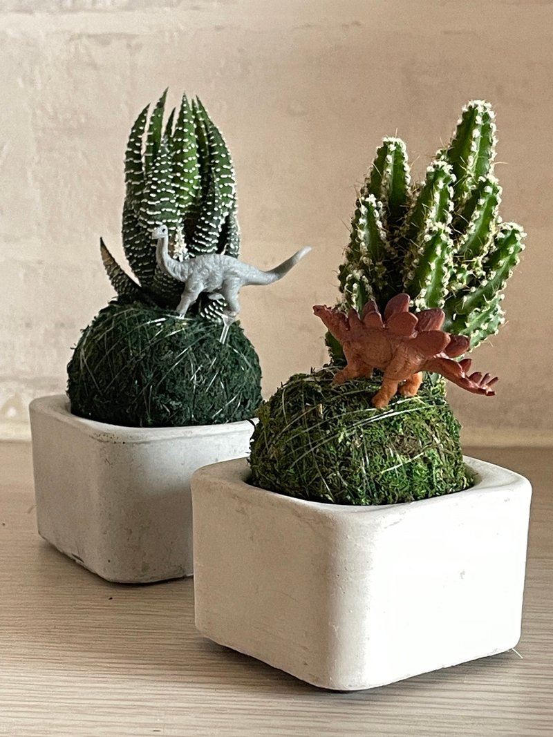 【苔球之岛】杰森植场JASON/多肉/仙人掌/恐龙/送礼/植栽/苔球 - 植栽/盆栽 - 植物．花 