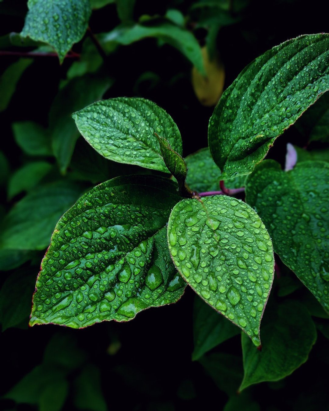 新品。防疫酒精 茶树海盐薄荷 自己动手做DIY水果香氛干洗手 - 蜡烛/香氛/手工皂 - 浓缩/萃取物 白色