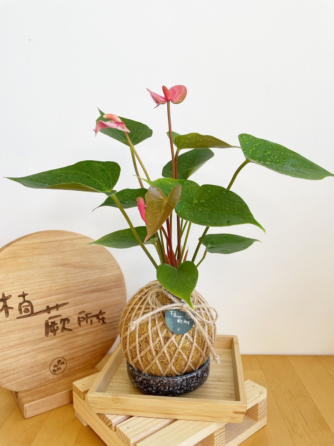 粉红火鹤  水苔球植物 室内植物 - 植栽/盆栽 - 植物．花 