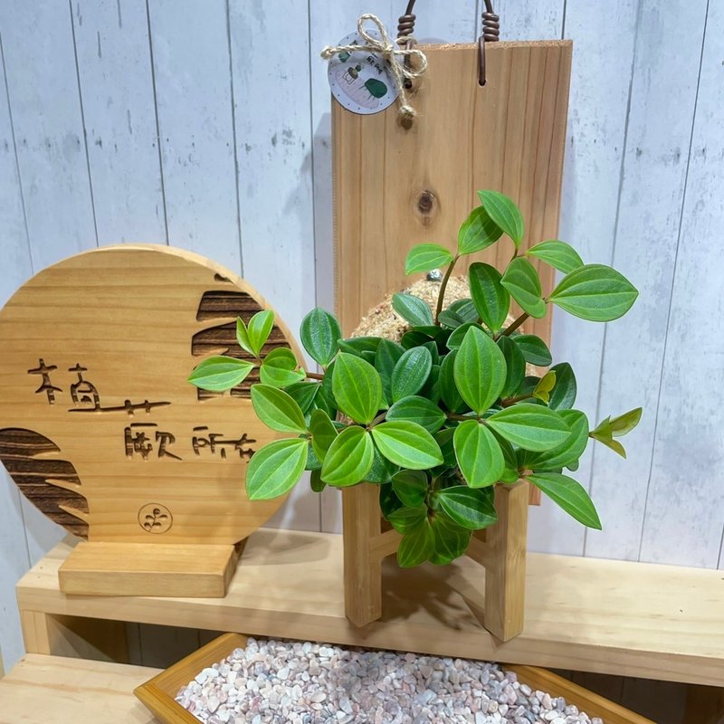 【植蕨所在】翡翠椒草 水苔上板植物  上板植物 开店送礼  观叶植 - 植栽/盆栽 - 植物．花 