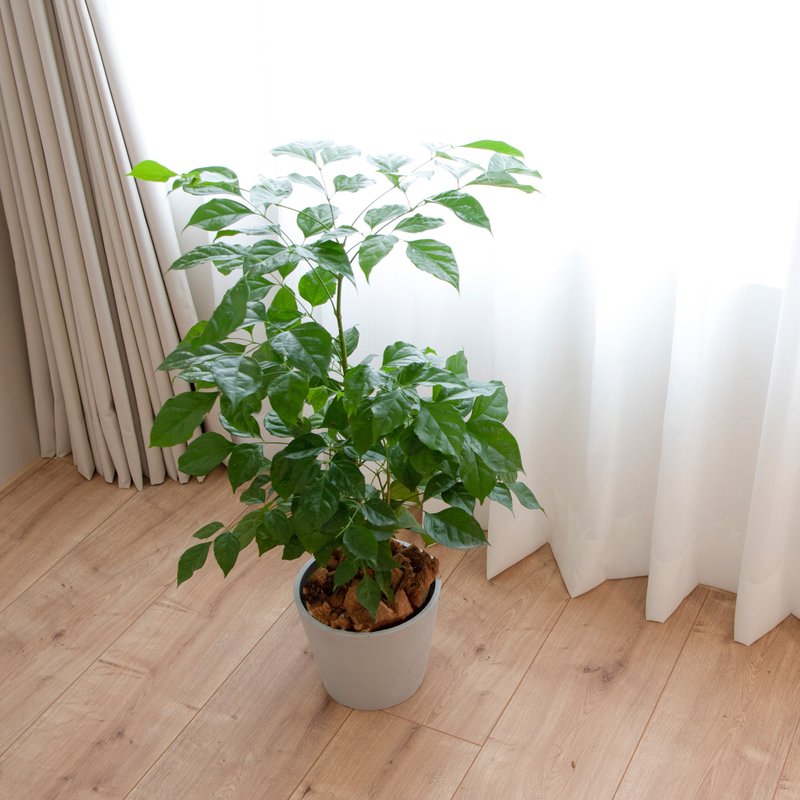 【室内盆栽】旺旺树(小) 开幕盆栽 盆栽送礼 升迁送礼 发财树 - 植栽/盆栽 - 植物．花 绿色