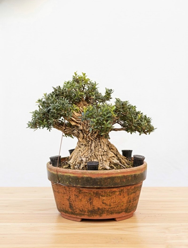 小品盆栽・翡翠黄杨 - 植栽/盆栽 - 植物．花 