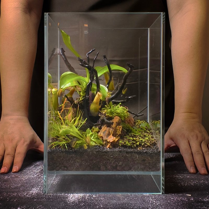 暗林掠影 / 定制化造景生态缸 - 植栽/盆栽 - 植物．花 