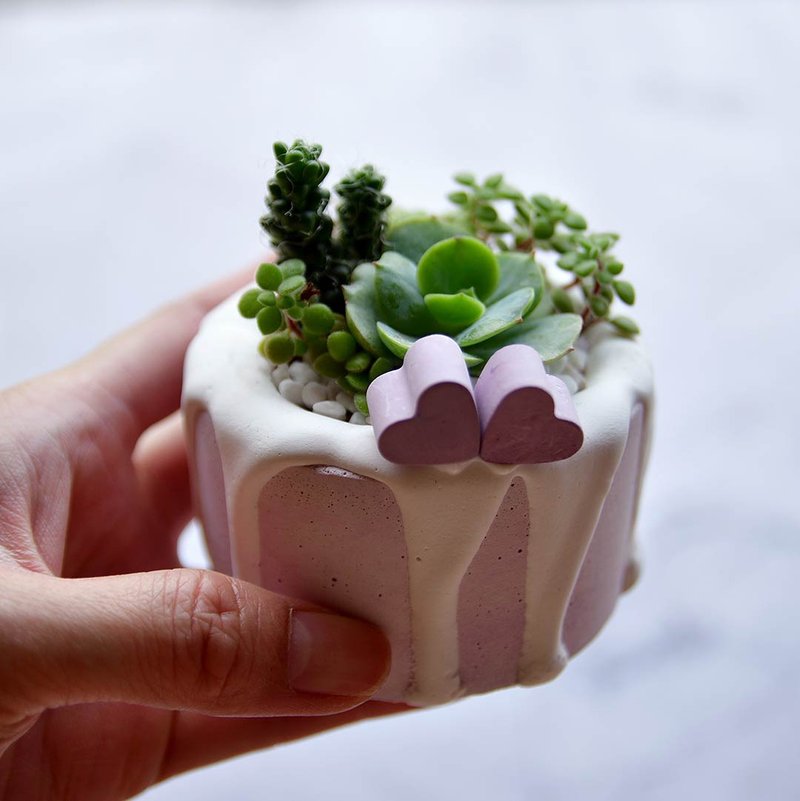 ∣芋泥相遇手作泥盆∣多肉甜点造型植栽/接单订制 - 植栽/盆栽 - 水泥 