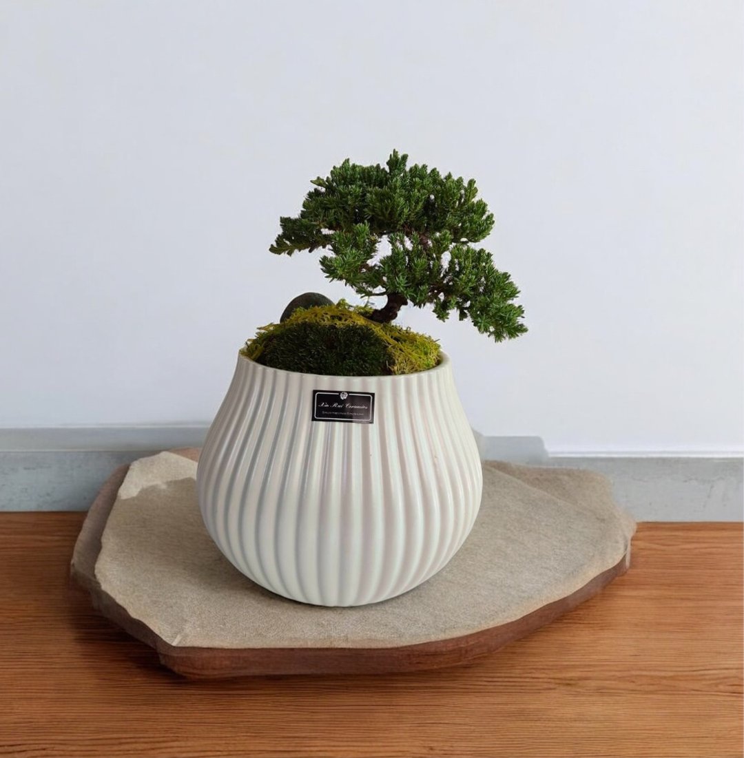 【禅风再现】珍珠柏造景盆栽 开幕新居乔迁升官送礼自家摆设 - 植栽/盆栽 - 陶 