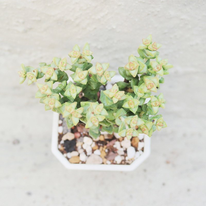 【豆豆多肉】【小米星】乔迁│送礼│升迁│多肉植物 - 植栽/盆栽 - 植物．花 