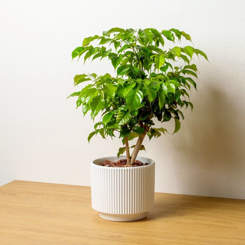 旺旺树直线条白陶盆栽 桌上盆栽 开幕盆栽推荐 - 植栽/盆栽 - 植物．花 白色