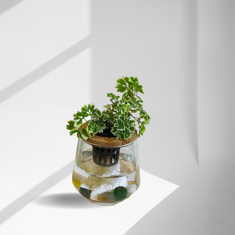 蕨美植栽 白雪福禄桐 x 弧形透明玻璃瓶 清新纯净・简约质感 - 植栽/盆栽 - 植物．花 