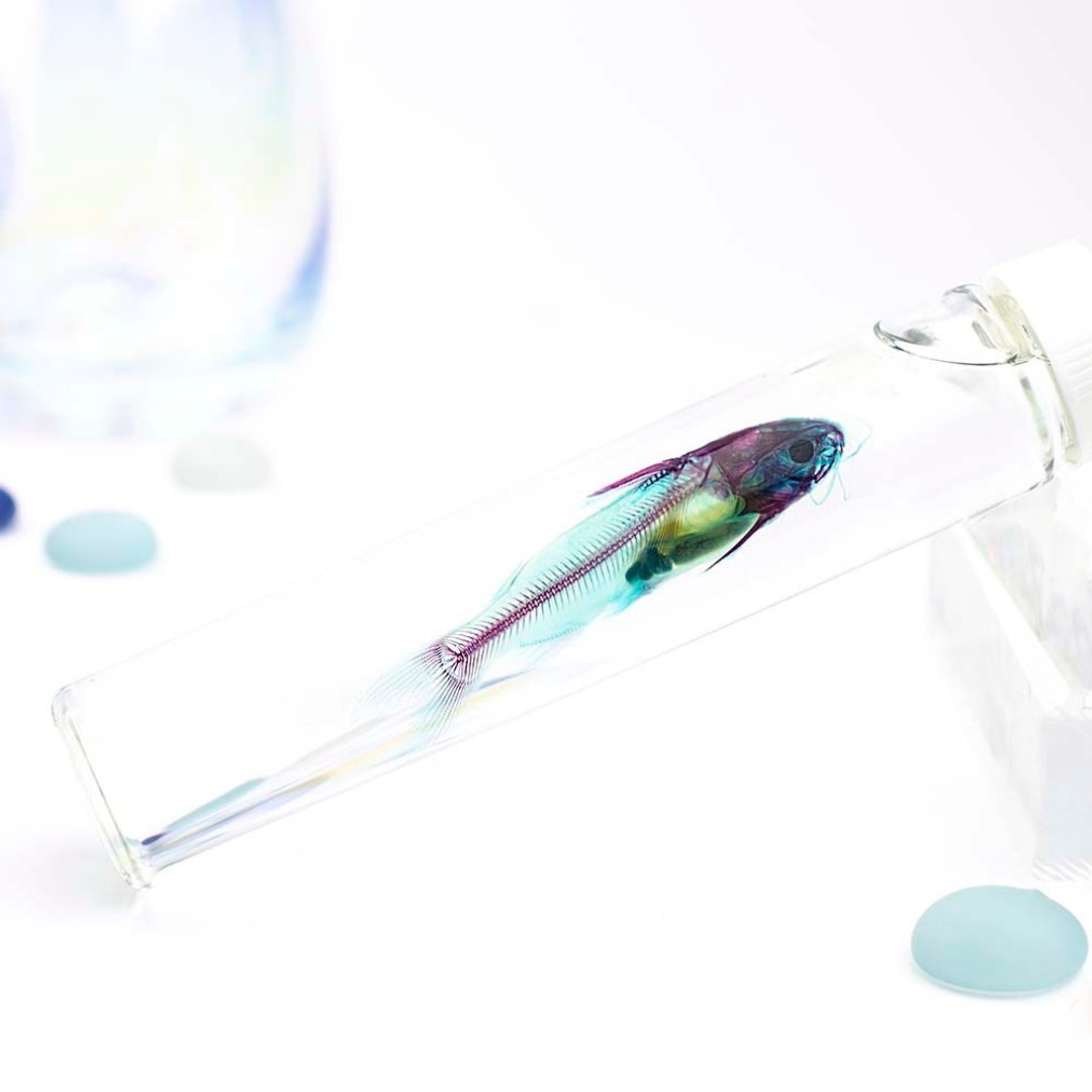 透明标本 鲇鱼 鱼类标本 台湾外来种生物 - 摆饰 - 玻璃 多色