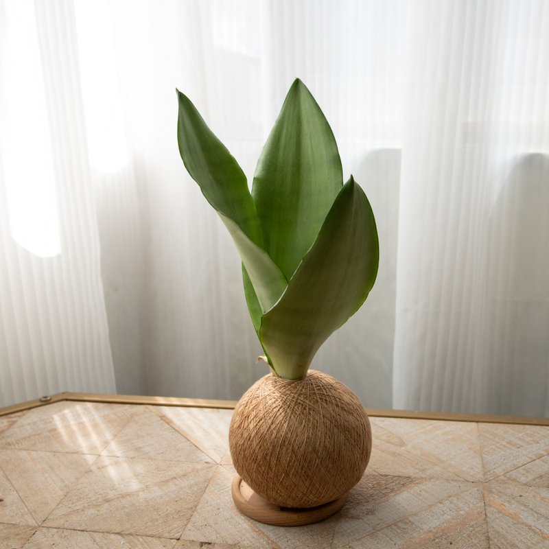 银后虎尾兰 手作植栽苔球 - 植栽/盆栽 - 植物．花 