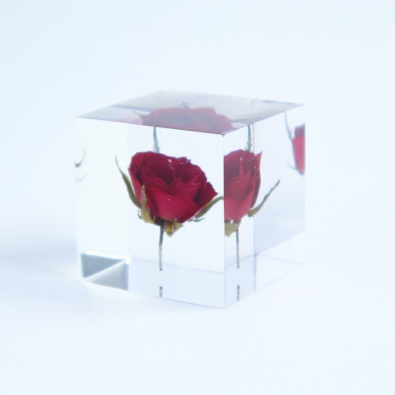 Sola cube 玫瑰立方块_热情、美丽 - 摆饰 - 植物．花 透明