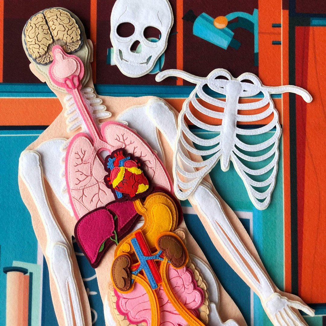 HUMAN ANATOMY. Human structure. Let's play doctor.仿真玩偶 - 其他 - 其他材质 金色