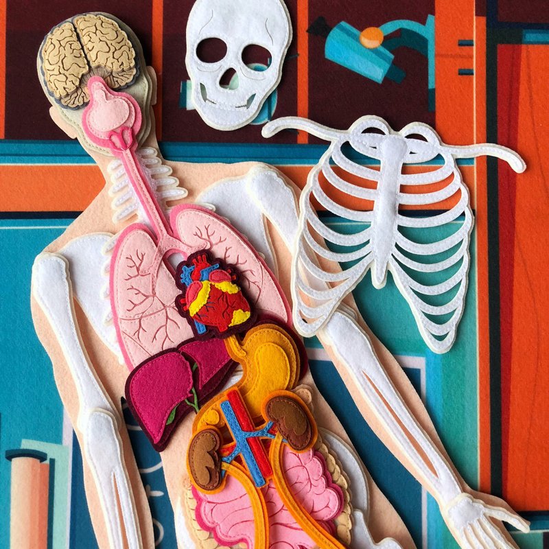 HUMAN ANATOMY. Human structure. Let's play doctor.仿真玩偶 - 其他 - 其他材质 金色