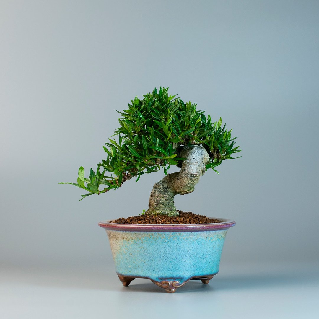 【日本植物】喜黛誉栀子花 小品盆栽 花果盆景 - 植栽/盆栽 - 植物．花 