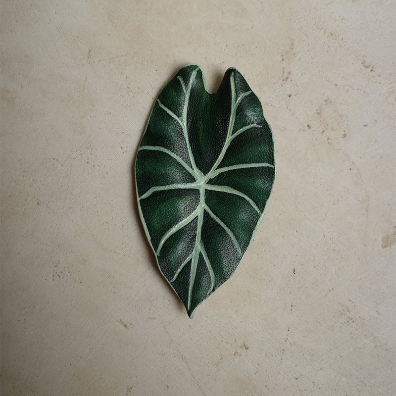 华森观音莲 Alocasia longiloba watsoniana-Complex - 摆饰 - 真皮 绿色