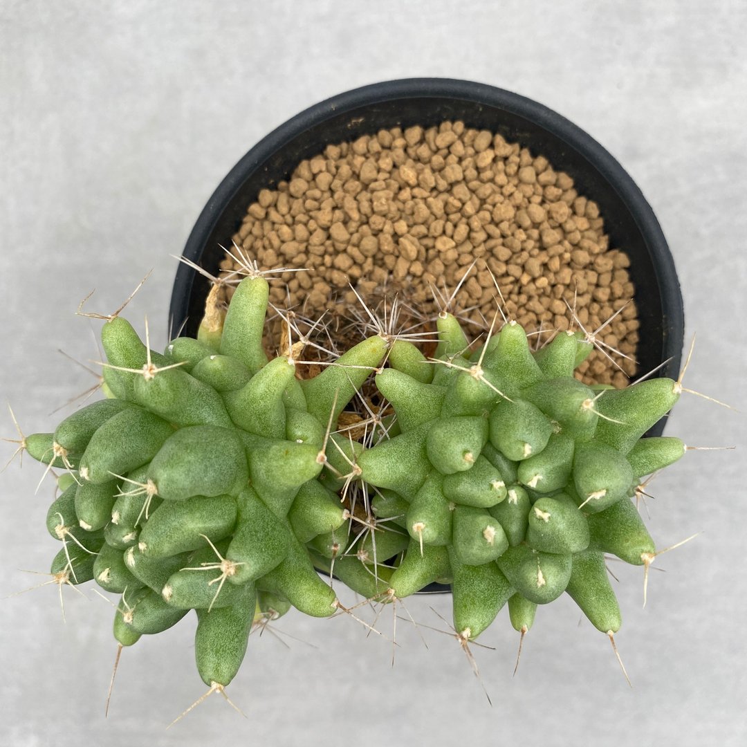 金星石化(2头)  | 多肉 仙人掌 | D.longimamma mostruosa - 植栽/盆栽 - 植物．花 