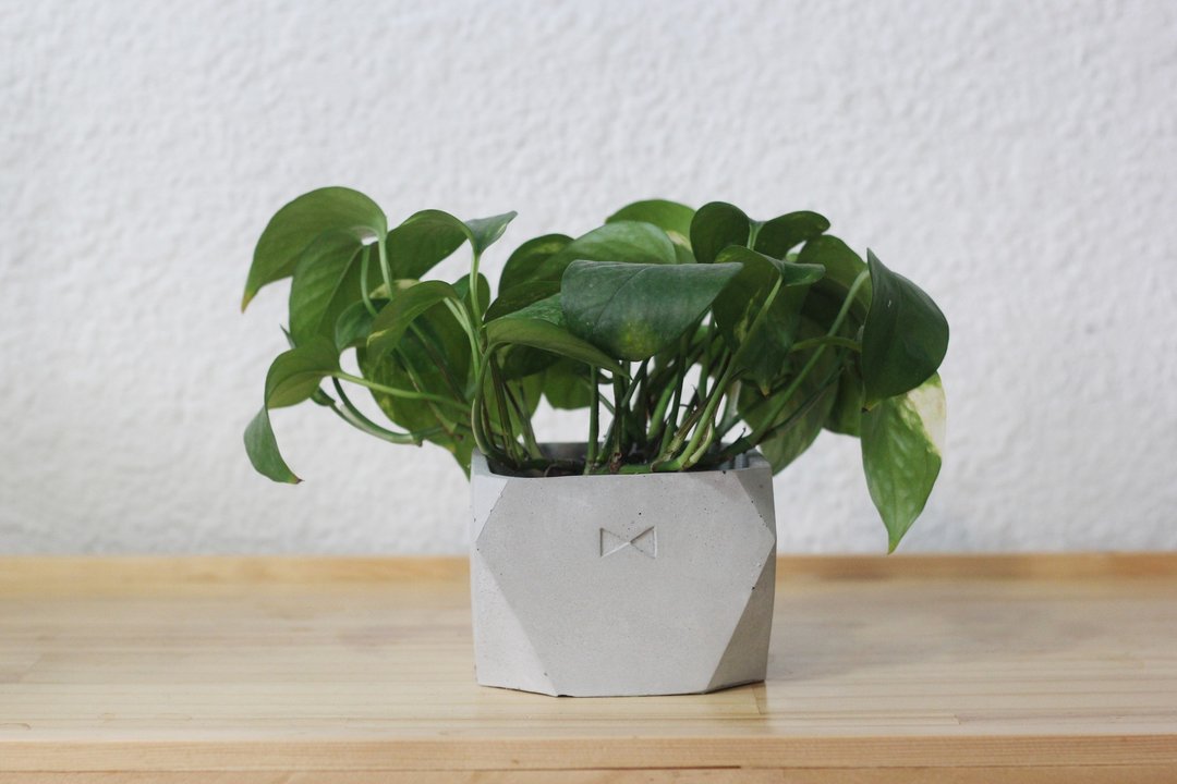 领结 | 水泥几何盆器花器 方形 - 植栽/盆栽 - 水泥 灰色