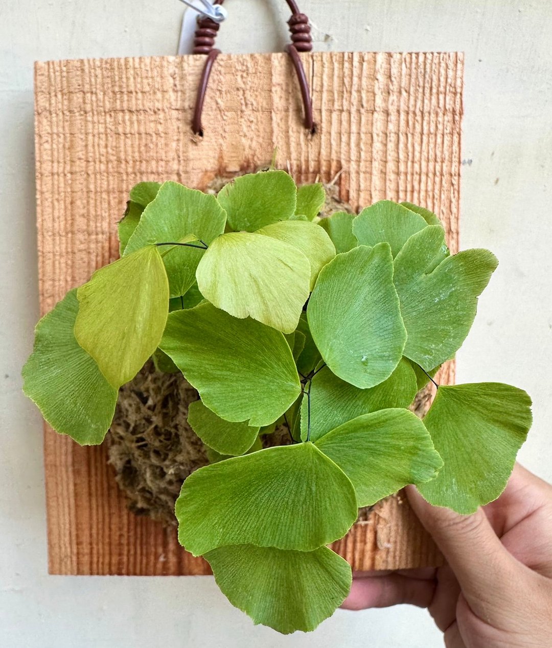 【秘鲁铁线蕨】开幕 开幕送礼 上板植物 观叶植物 上板 居家植物 - 植栽/盆栽 - 植物．花 