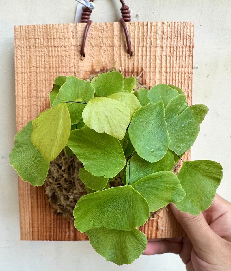 【秘鲁铁线蕨】开幕 开幕送礼 上板植物 观叶植物 上板 居家植物 - 植栽/盆栽 - 植物．花 