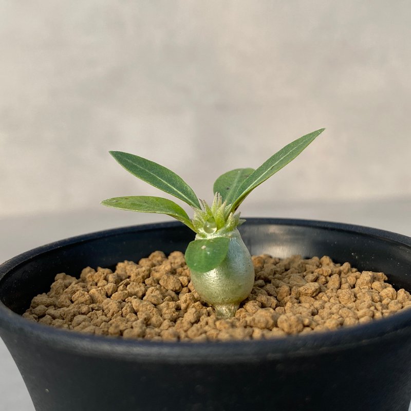 惠比须笑(白花) | 实生 | 夹竹桃科 | 多肉 块根 | P.brevicaule - 植栽/盆栽 - 植物．花 