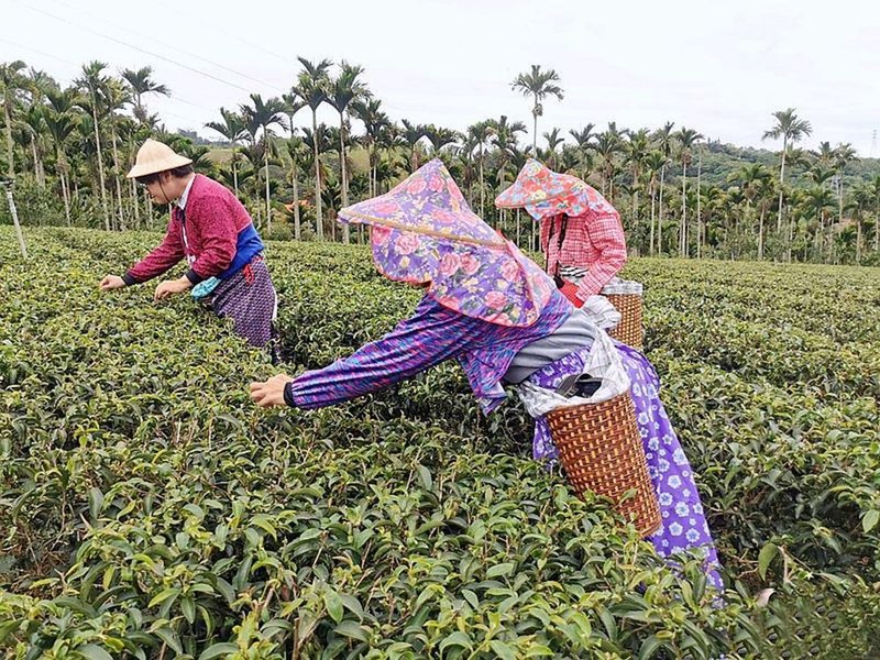 【来趣台东小旅行】纵谷茶乡玩味体验 x 日租机车 (双人同行) - 深度旅游 - 其他材质 