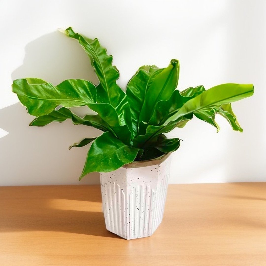 简约质感室内小品 山苏 桌上型盆栽 送礼客制 - 植栽/盆栽 - 陶 