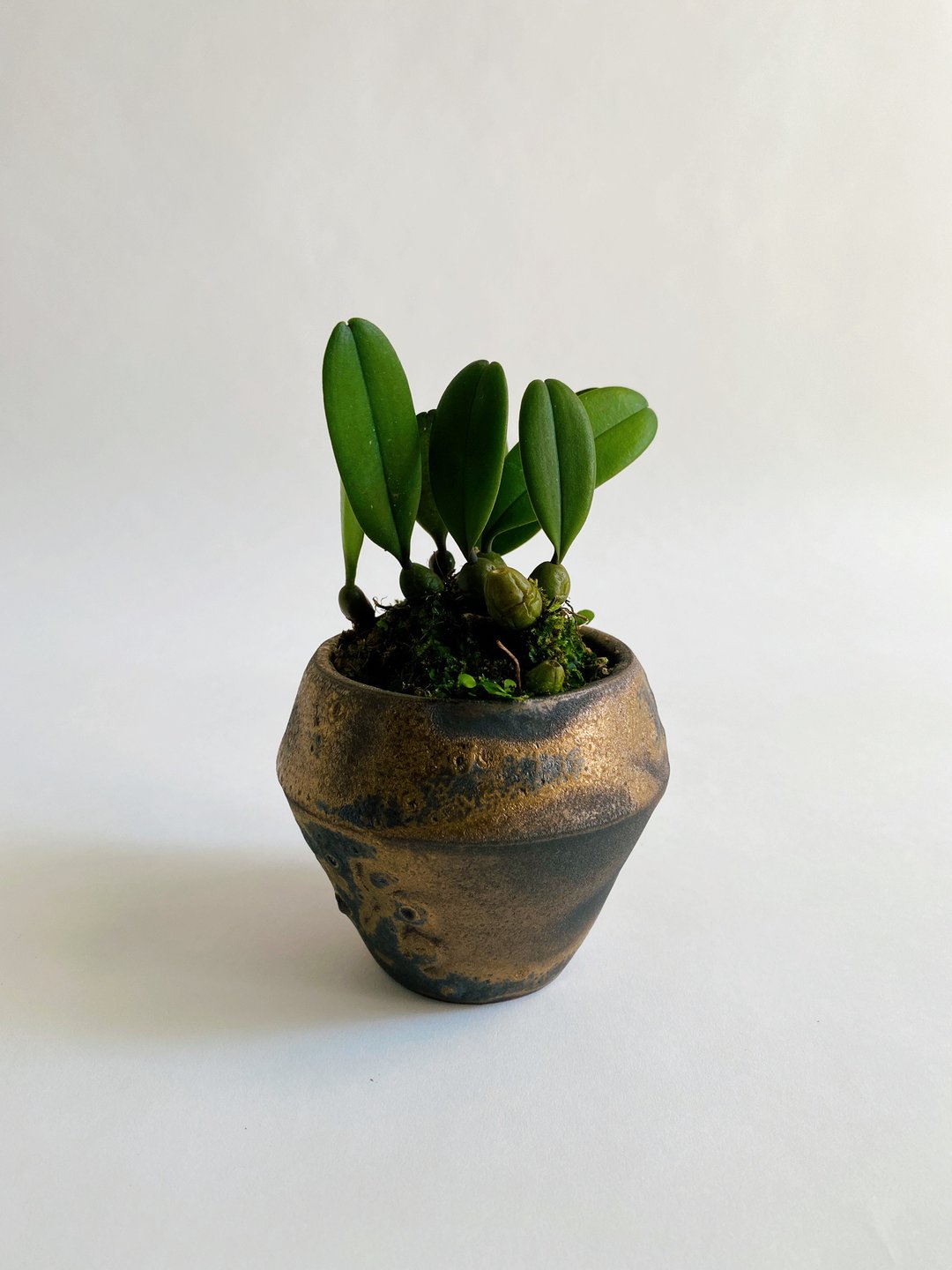 锡金豆兰与黑金手作陶 - 植栽/盆栽 - 陶 金色