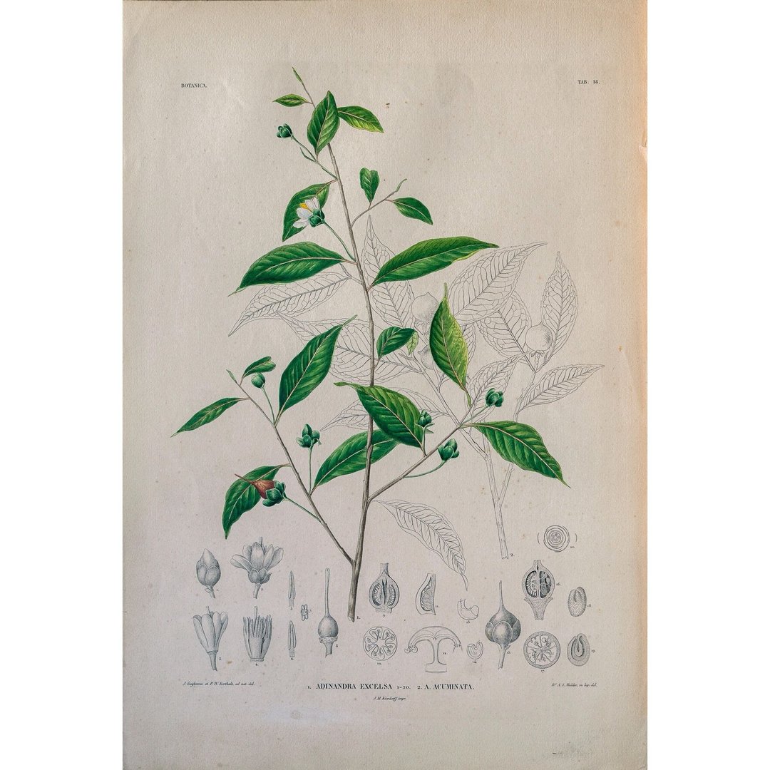 杨桐属 Adinandra Excels - 植物图鉴-版画 - 海报/装饰画/版画 - 纸 