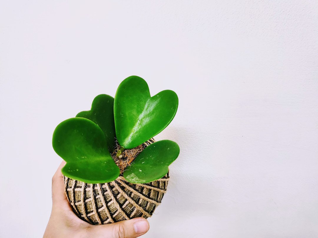 心叶球兰苔球│板植│窗边植物│多肉植物│观叶植物 - 植栽/盆栽 - 植物．花 绿色