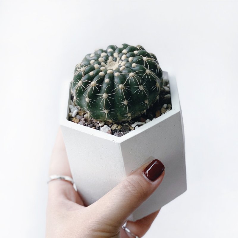 (预购) 白灰渐层系列 | 芍药丸 六边形水泥仙人掌植栽 - 植栽/盆栽 - 植物．花 灰色