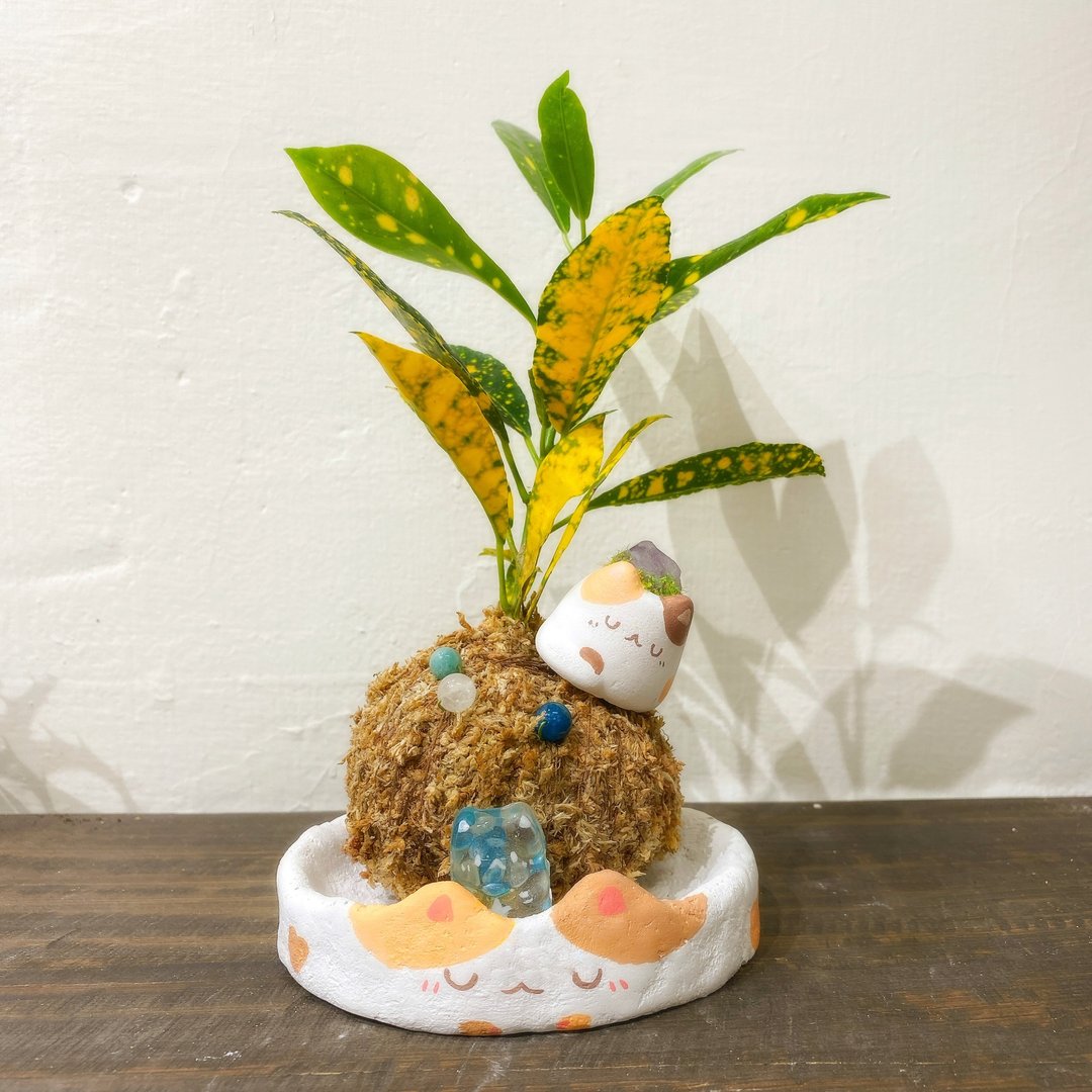 浮光苔梦猫咪星球 洒金变叶木 开运盆栽 新年盆栽 办公室盆栽 - 植栽/盆栽 - 水泥 灰色