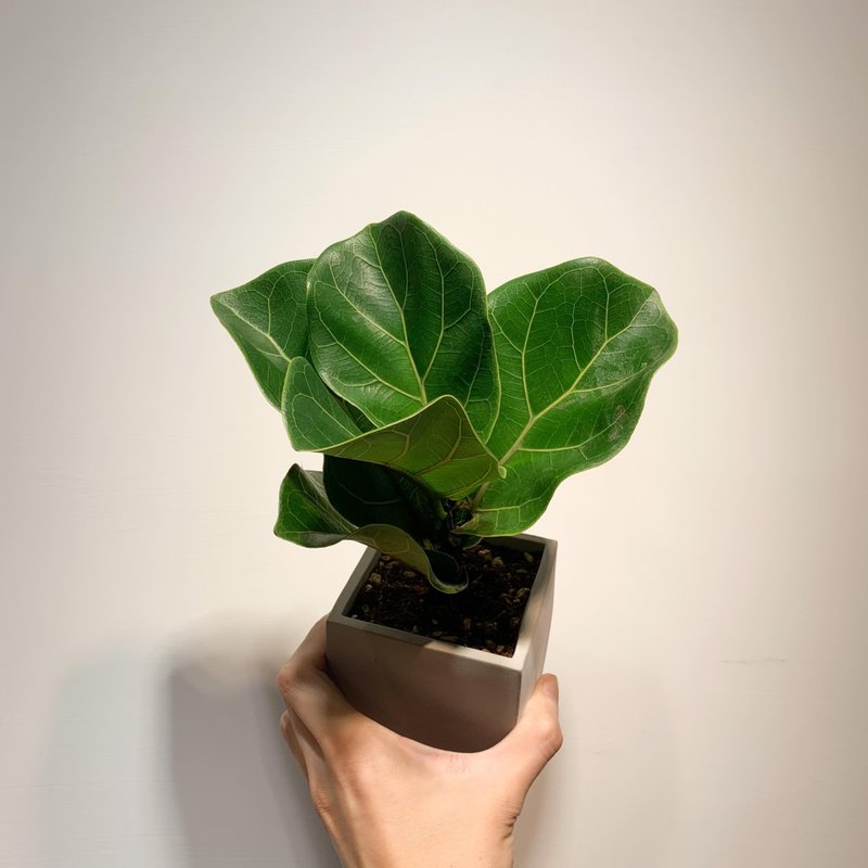 【居家生活严选】琴叶榕 水泥盆栽 盆栽 净化空气 毕业礼物 开幕 - 植栽/盆栽 - 植物．花 绿色