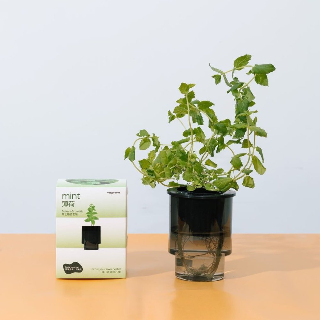 自己种 厨房香草系列：Veggroom 水耕薄荷种植套装 - 植栽 - 植物．花 灰色