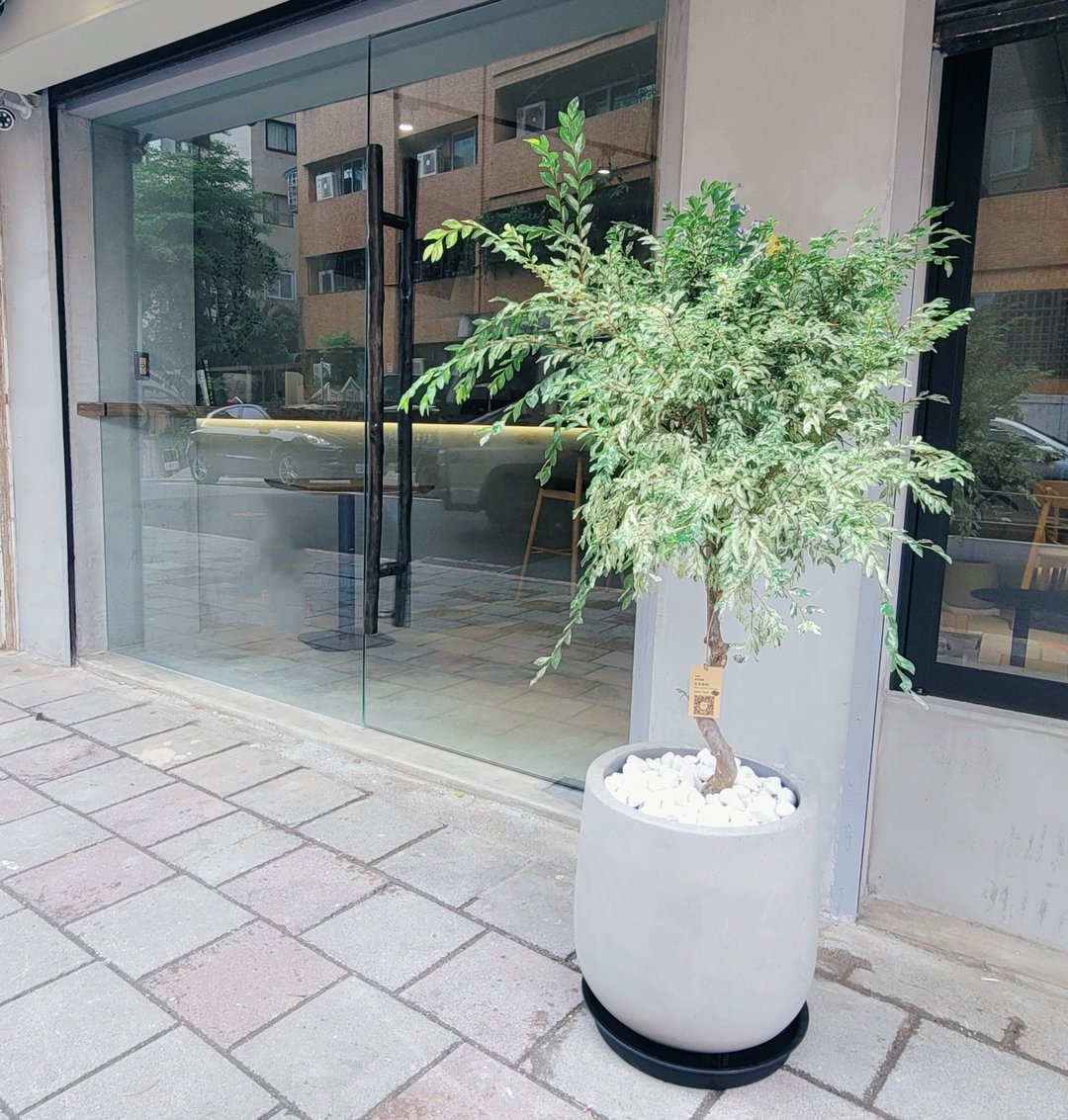 2024开幕送礼新品-斑叶榆树 - 植栽/盆栽 - 植物．花 