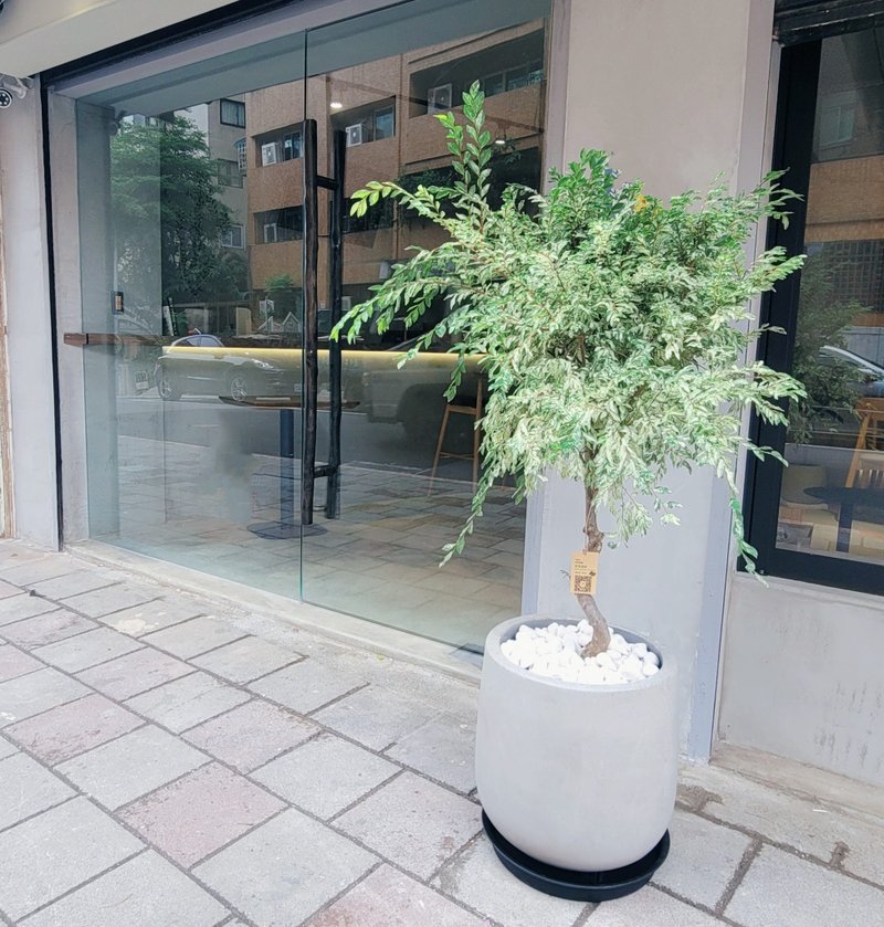 2024开幕送礼新品-斑叶榆树 - 植栽/盆栽 - 植物．花 
