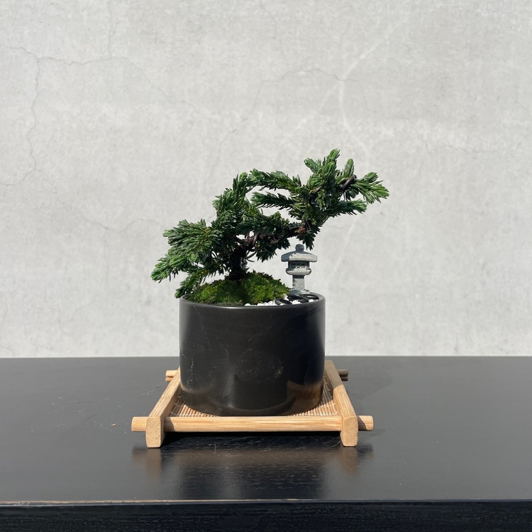 小品盆栽 - 日式庭院松组合 送礼 开幕 - 植栽/盆栽 - 植物．花 