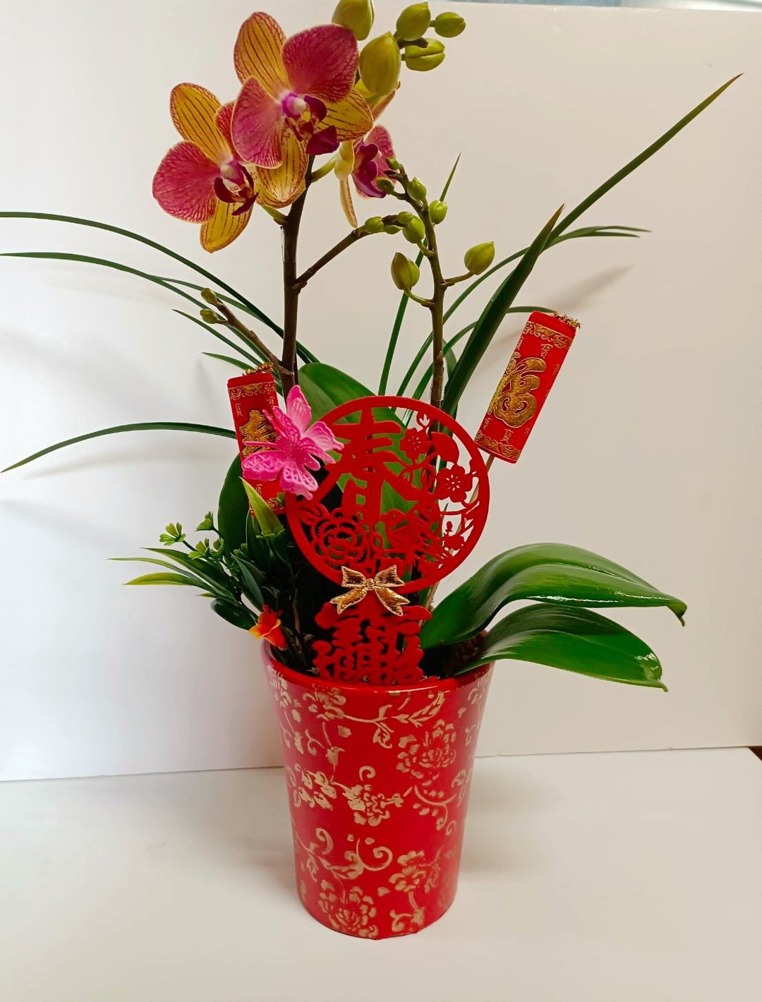 【过年首选兰花】定制化装饰搭配 兰花盆栽 送礼自用摆设 - 植栽/盆栽 - 陶 