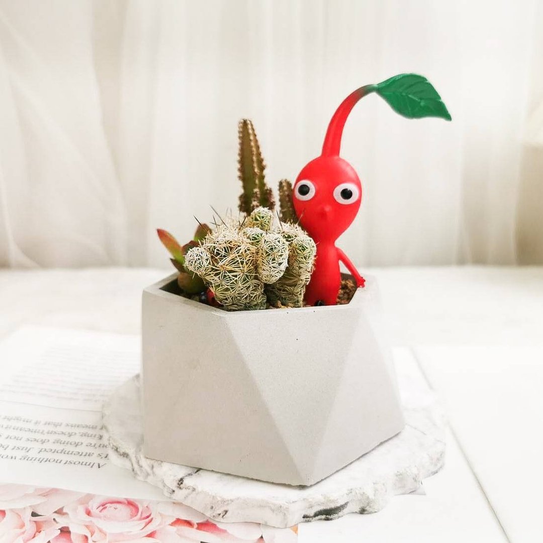 【台北场】下班随手作 | 微景观多肉晕染石盆 - 植栽 - 植物．花 