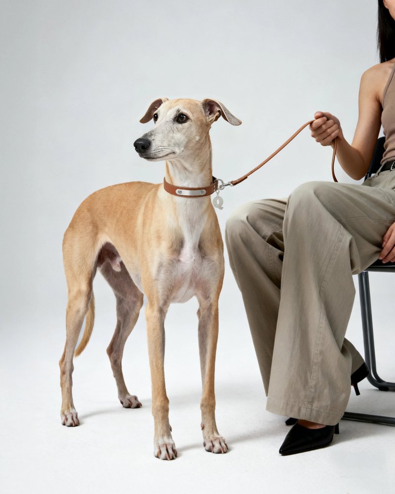 苹果纯素皮革培育宝石耀宠物牵绳 狗狗/猫咪 - 焦糖啡 - 项圈/牵绳 - 人造皮革 咖啡色