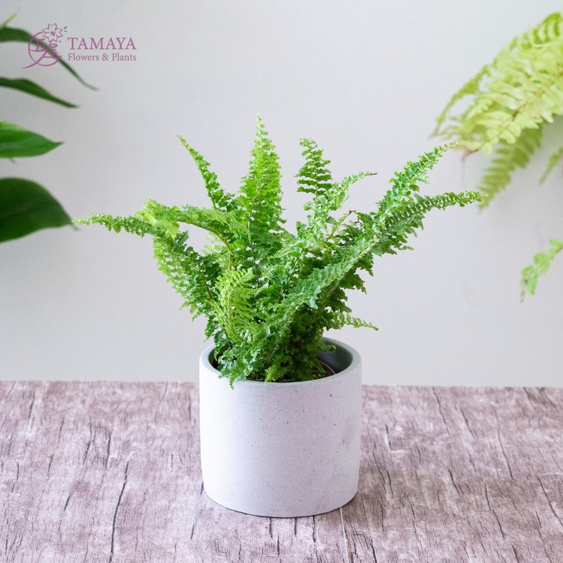 蕾丝蕨 - 植栽/盆栽 - 植物．花 绿色