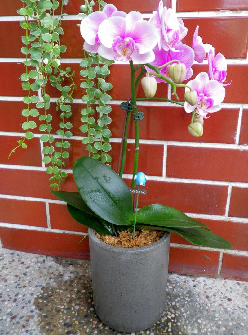 【深圆桶盆】水泥花器/水泥盆栽/水泥植栽(不含植物) - 植栽/盆栽 - 水泥 灰色