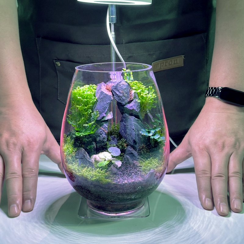石径通幽 / 手工微景观生态盆 - 植栽/盆栽 - 植物．花 