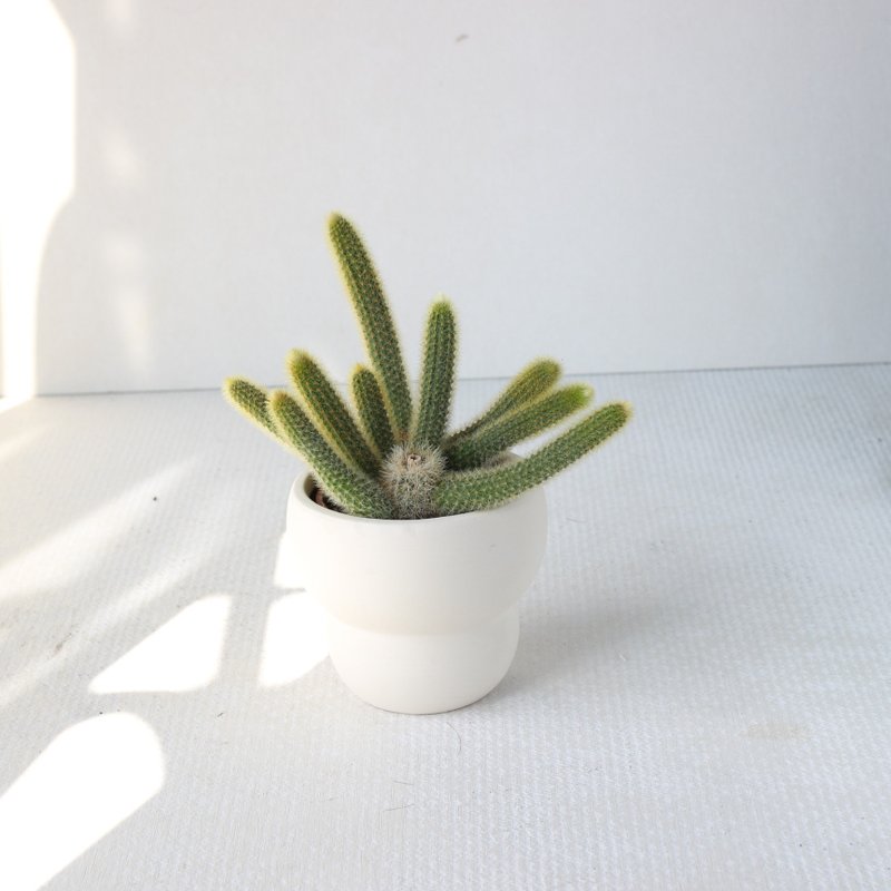 植栽 盆栽 l 太可爱猴尾柱 室内植物 办公室盆栽 多肉植物 - 植栽/盆栽 - 陶 