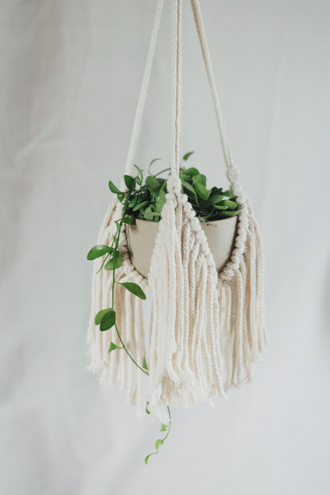 Macrame Plant Hanger / Fringy knots - 植栽/盆栽 - 棉 白色