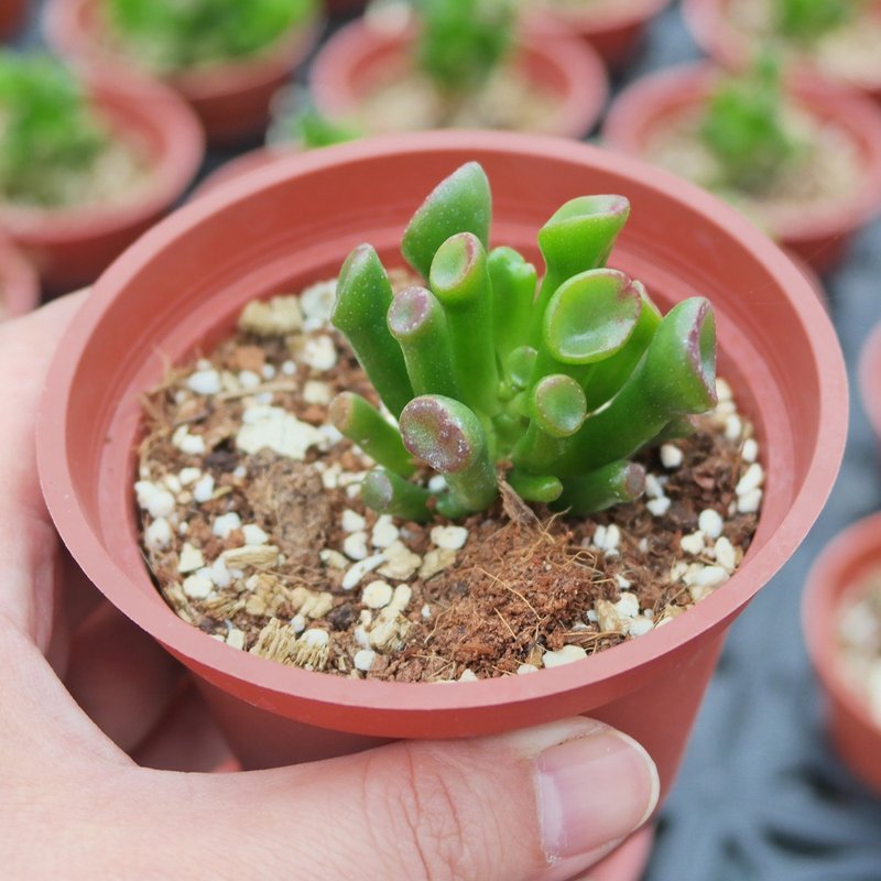 【豆豆多肉】【史瑞克】乔迁│送礼│升迁│多肉植物 - 植栽/盆栽 - 植物．花 紫色