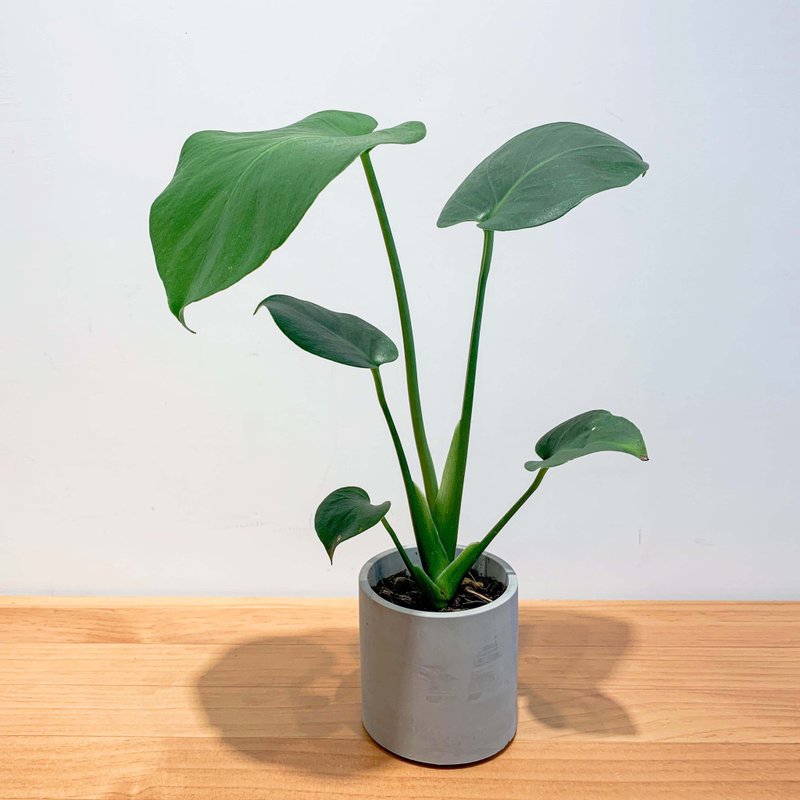 【毕业礼物】龟背芋 包邮 水泥盆栽  盆栽 礼物 毕业季 - 植栽/盆栽 - 植物．花 绿色