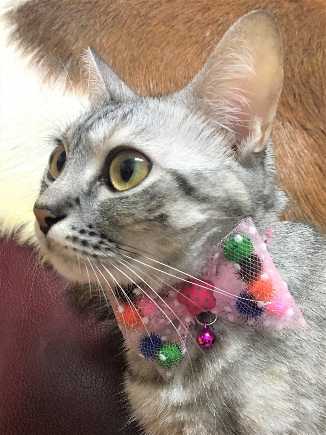 BAO猫咪网纱蝴蝶结项圈 圣诞节宠物项圈*关注商店拿运费折价券 - 项圈/牵绳 - 聚酯纤维 多色