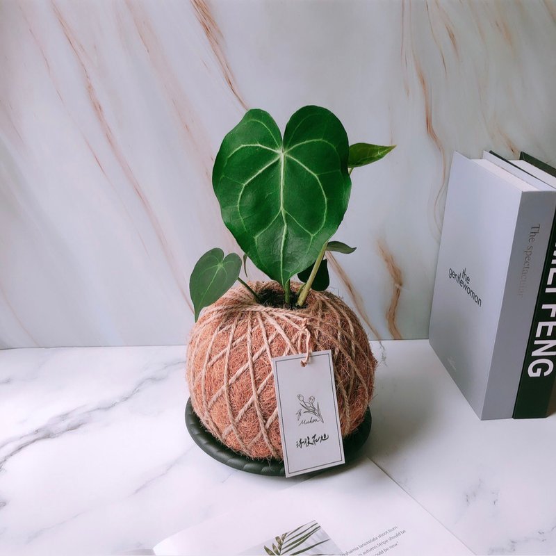 大苔球 圆叶花烛 植栽 室内植物 - 植栽/盆栽 - 植物．花 