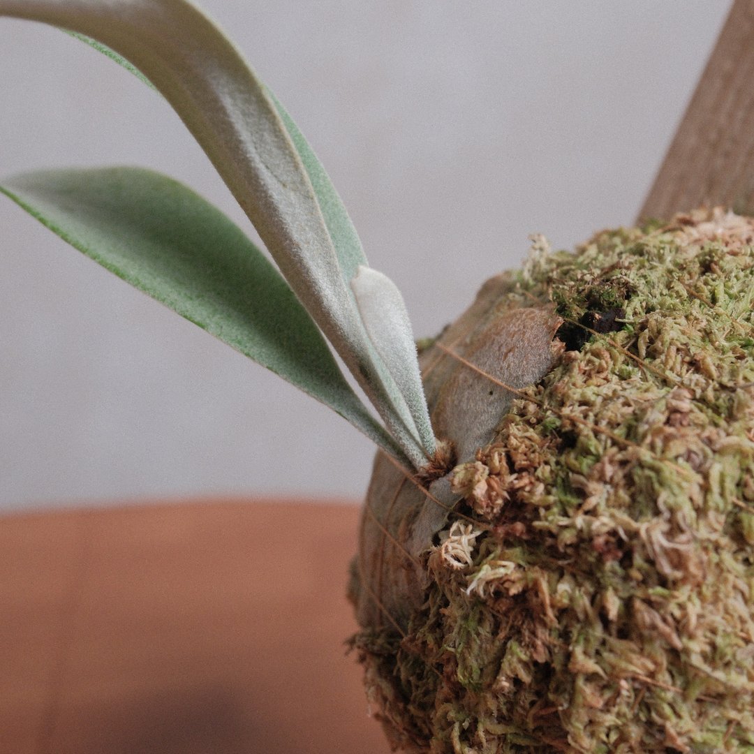 金钢狼鹿角蕨/鹿角蕨/上板植物 - 植栽/盆栽 - 植物．花 